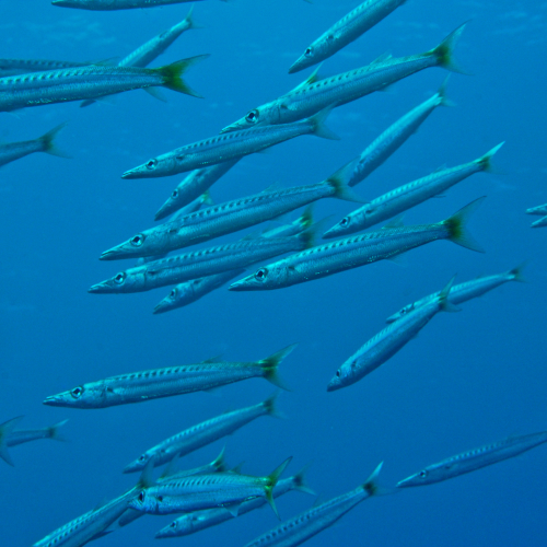 Banc de barracudas 