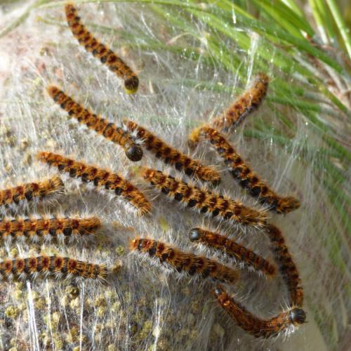 Des chenilles processionnaires sortent de leur nid