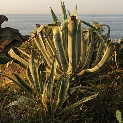 agave_damcrique_500x500.jpg