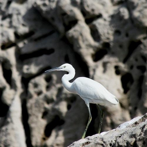 aigrette-garzette-jp-durand-pncal_-_copie.jpg