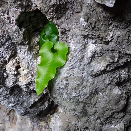 asplenium_sagittatum_ncr_0017.jpg