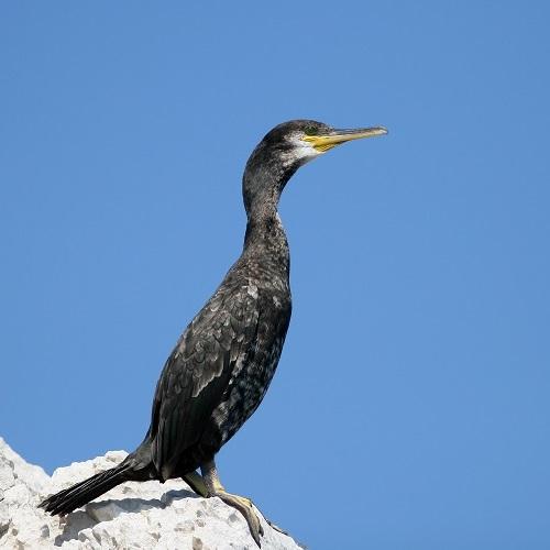 cormoran-huppe-jp-durand-pncal-calanques-marseille-cassis-la-ciotat.jpg