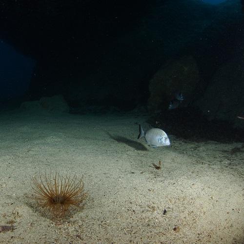 fond_meuble_grotte-boulcgeade-hthedy-calanques-marseille-cassis-la-ciotat.jpg