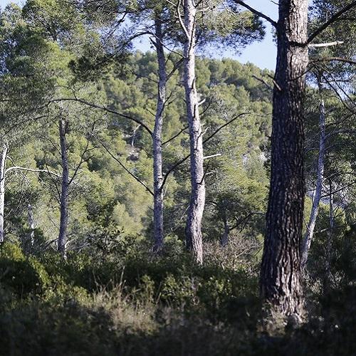 forets-calanques-marseille-cassi-la-ciotat1-pinede.jpg