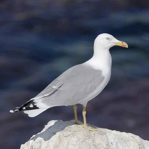 goeland-leucophee-gabian-1-jp-durand-calanques-marseille-cassis-la-ciotat.jpg