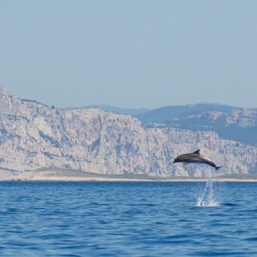 grand-dauphin-julie-jourdan-gecem-parc-national-calanques-marseille-cassis-la-ciotat.jpg