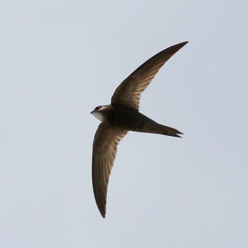 martinet-pale-jp-durand-parc-national-calanques-marseille-cassis-la-ciotat.jpg