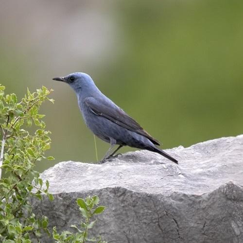 monticole-bleu-f-dhermain-parc-national-calanques-marseille-cassis-la-ciotat.jpg