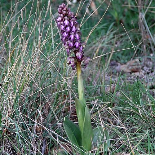 orchis_gcant_500x500.jpg