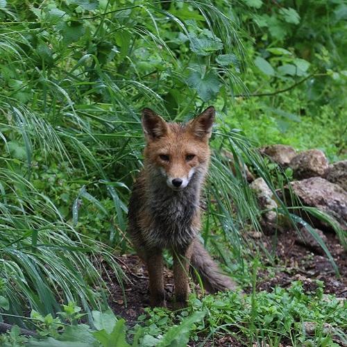 renard-mathieu-benquet-parc-national-calanques-marseille-cassis-la-ciotat.jpg