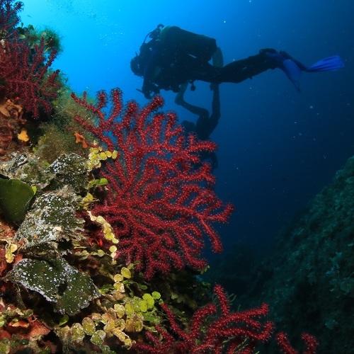 veille-biologique-pncal-parc-national-calanques-marseille-cassis-la-ciotat.jpg