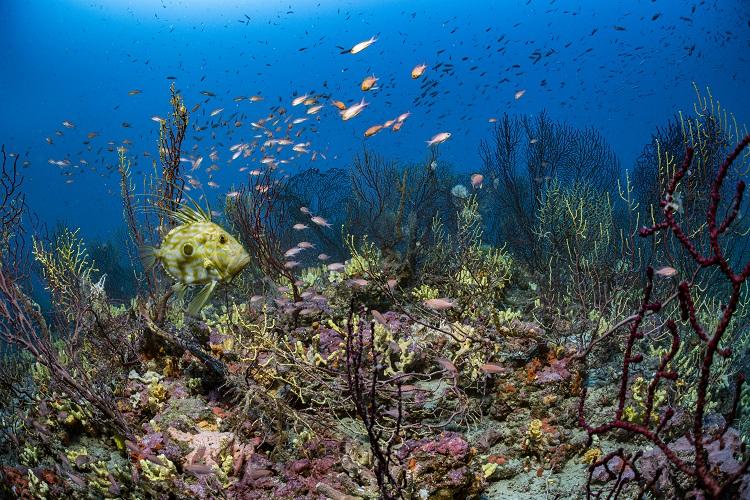 7-laurent-ballesta-_andromede-oceanologie-gombessa-5-parc-national-calanques-marseille-cassis-la-ciotat.jpg