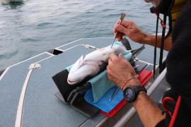 migration-daurades-royales-parc-national-calanques-marseille-cassis-la-ciotat-5.jpg