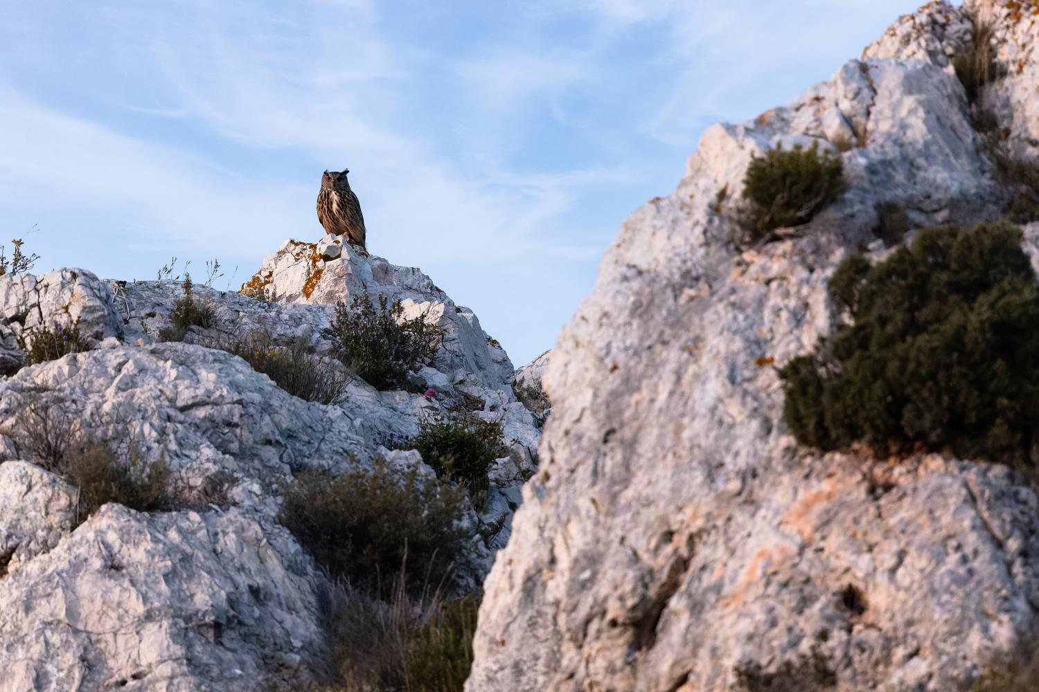 Hibou grand-duc (bubo bubo)