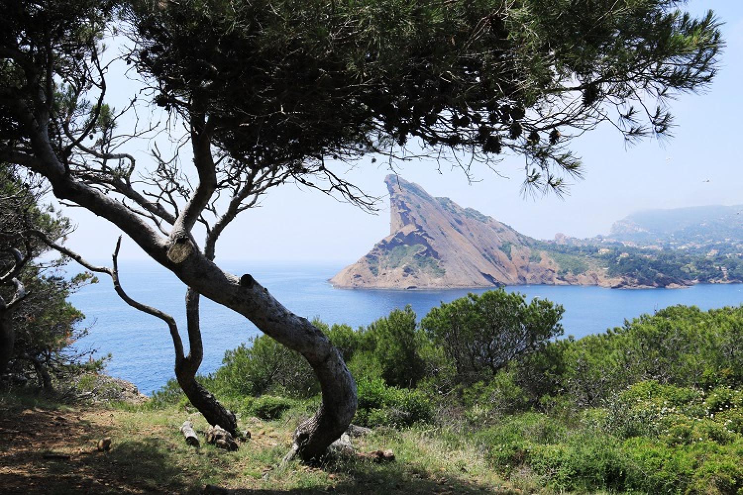 4-bec-aigle-depuis-ile-verte-c-bellanger-pncal-parc-national-calanques-marseille-cassis-la-ciotat.jpg