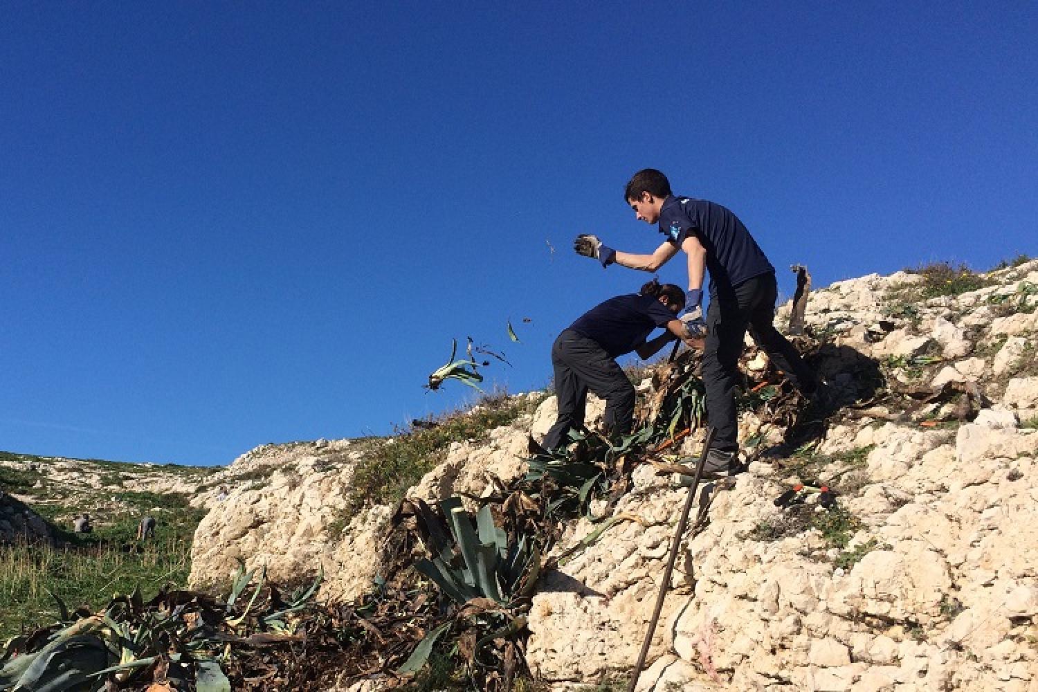 arrachage-especes-envahissantes-frioul-parc-national-calanques-marseille.jpg