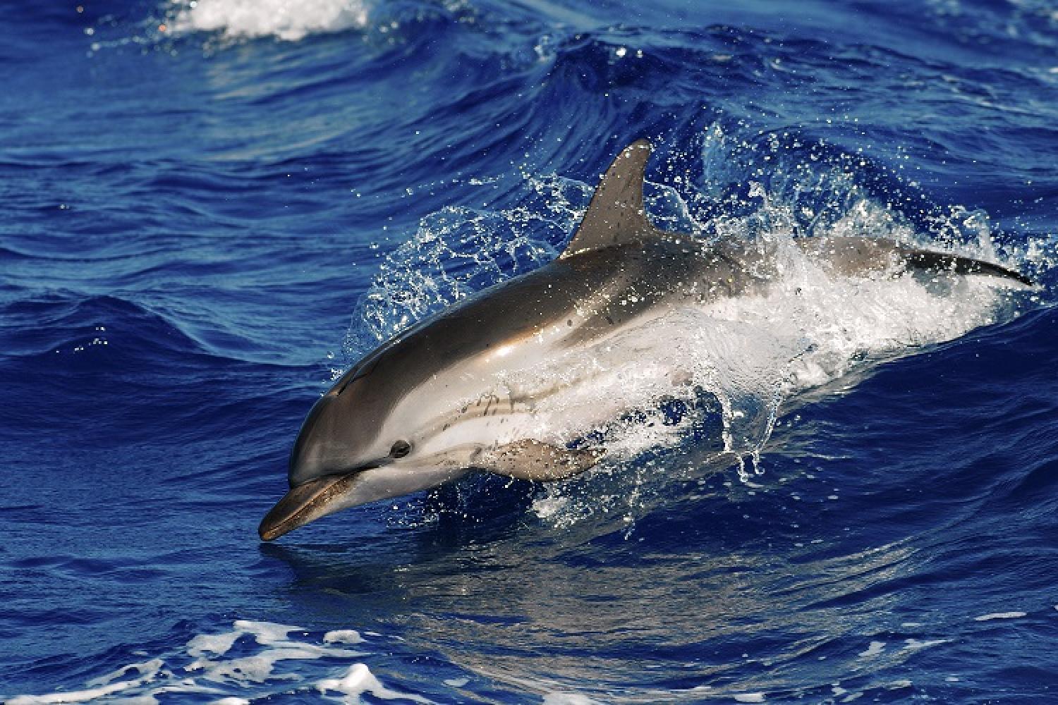 dauphin-bleu-et-blanc-g-ruoppolo-parc-national-calanques-marseille-cassis-la-ciotat.jpg