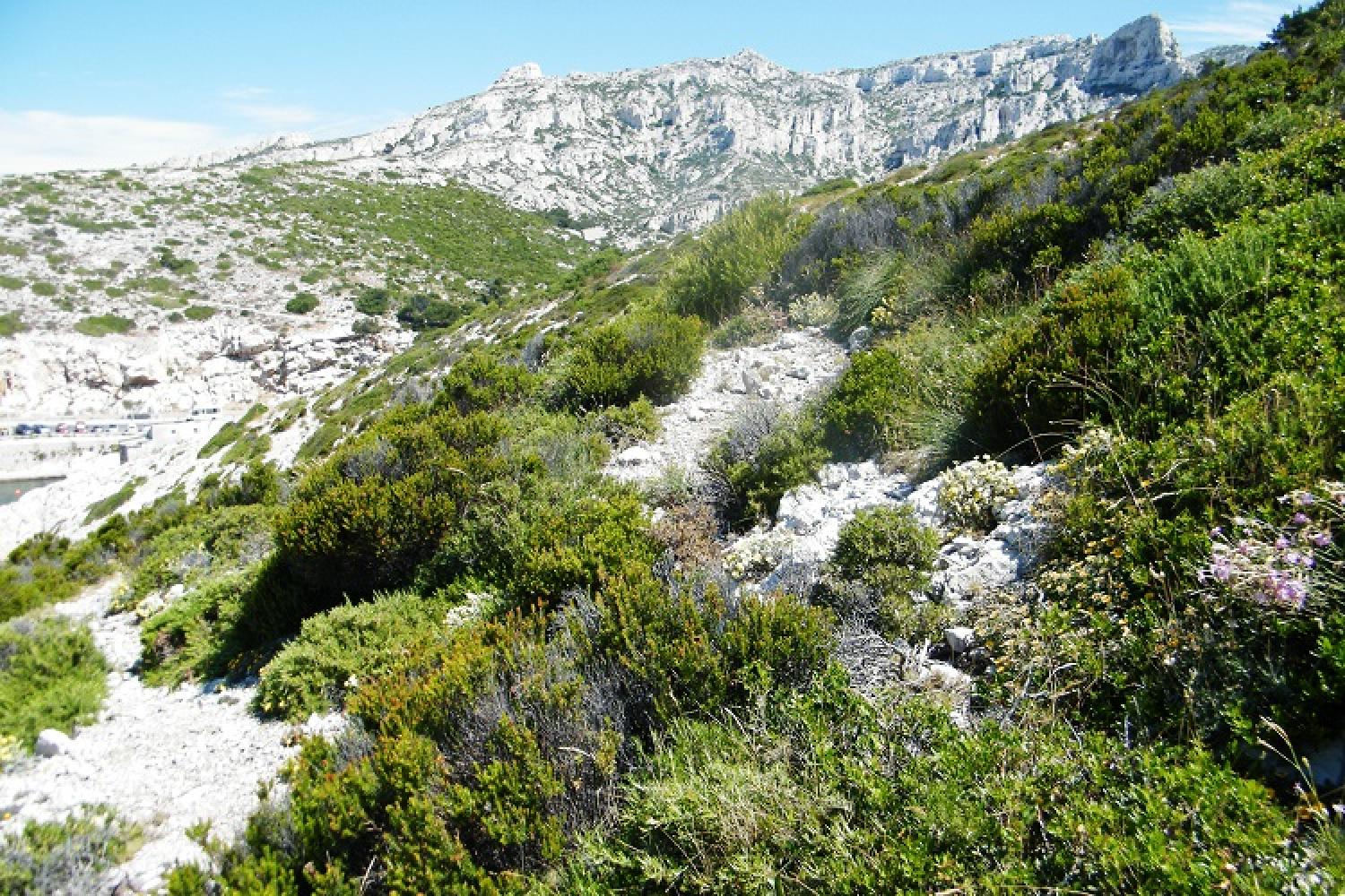 garrigue-littorale-callelongue-calanques-marseille-cassis.jpg