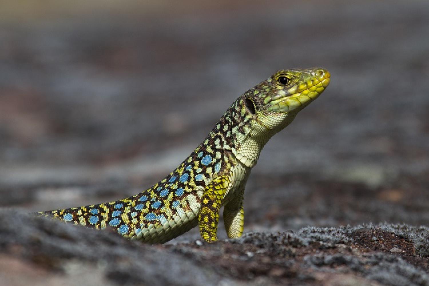 lezard-ocelle-j-celse-parc-national-calanques-marseille-cassis-la-ciotat.jpg