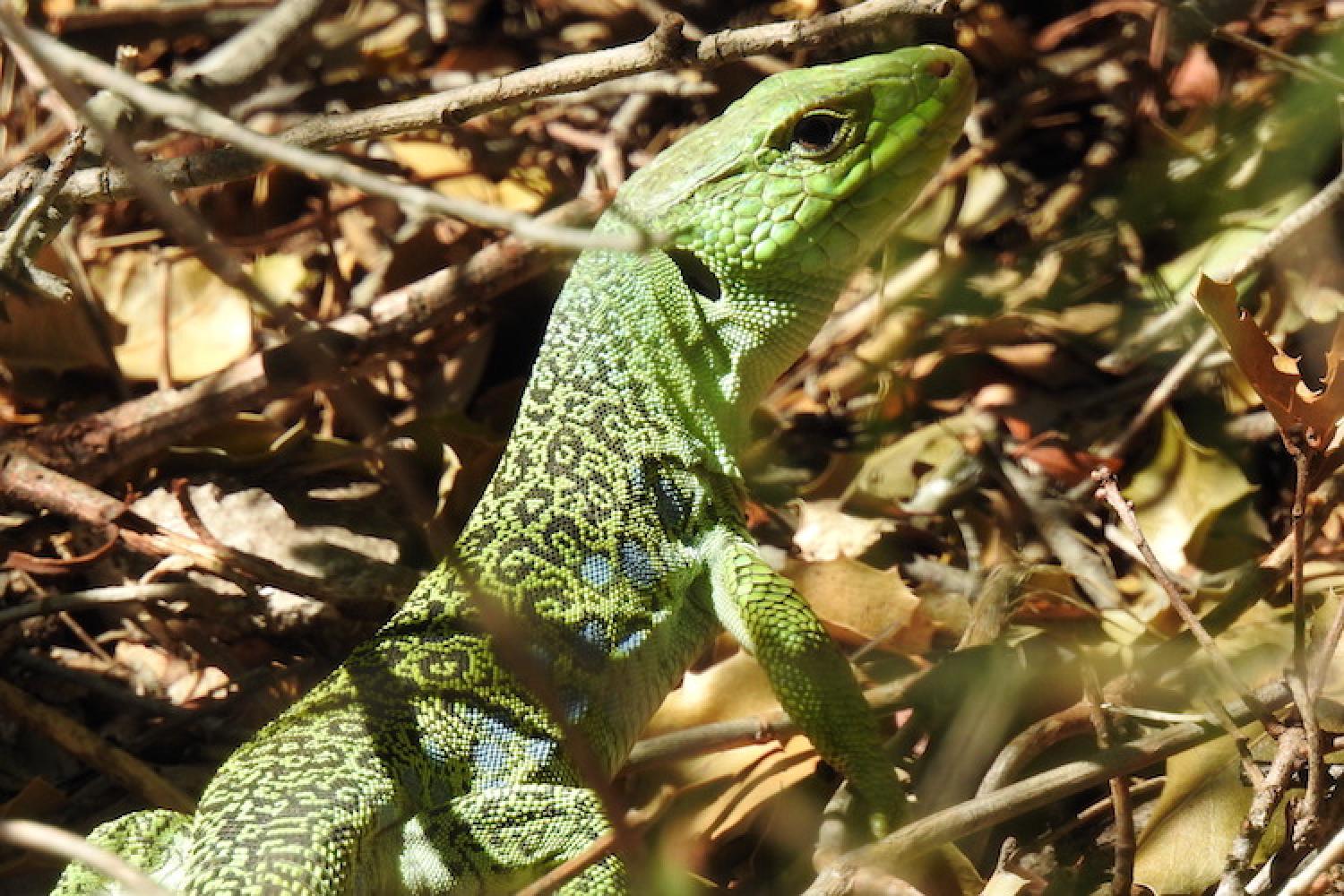 lezard-ocelle-pncal.jpg