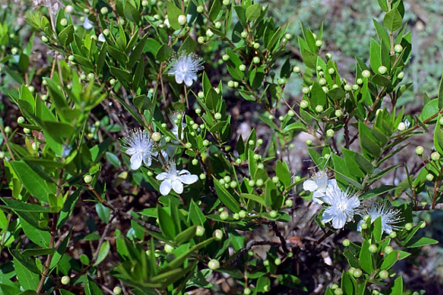 myrtus_communis_-_myrte.jpg