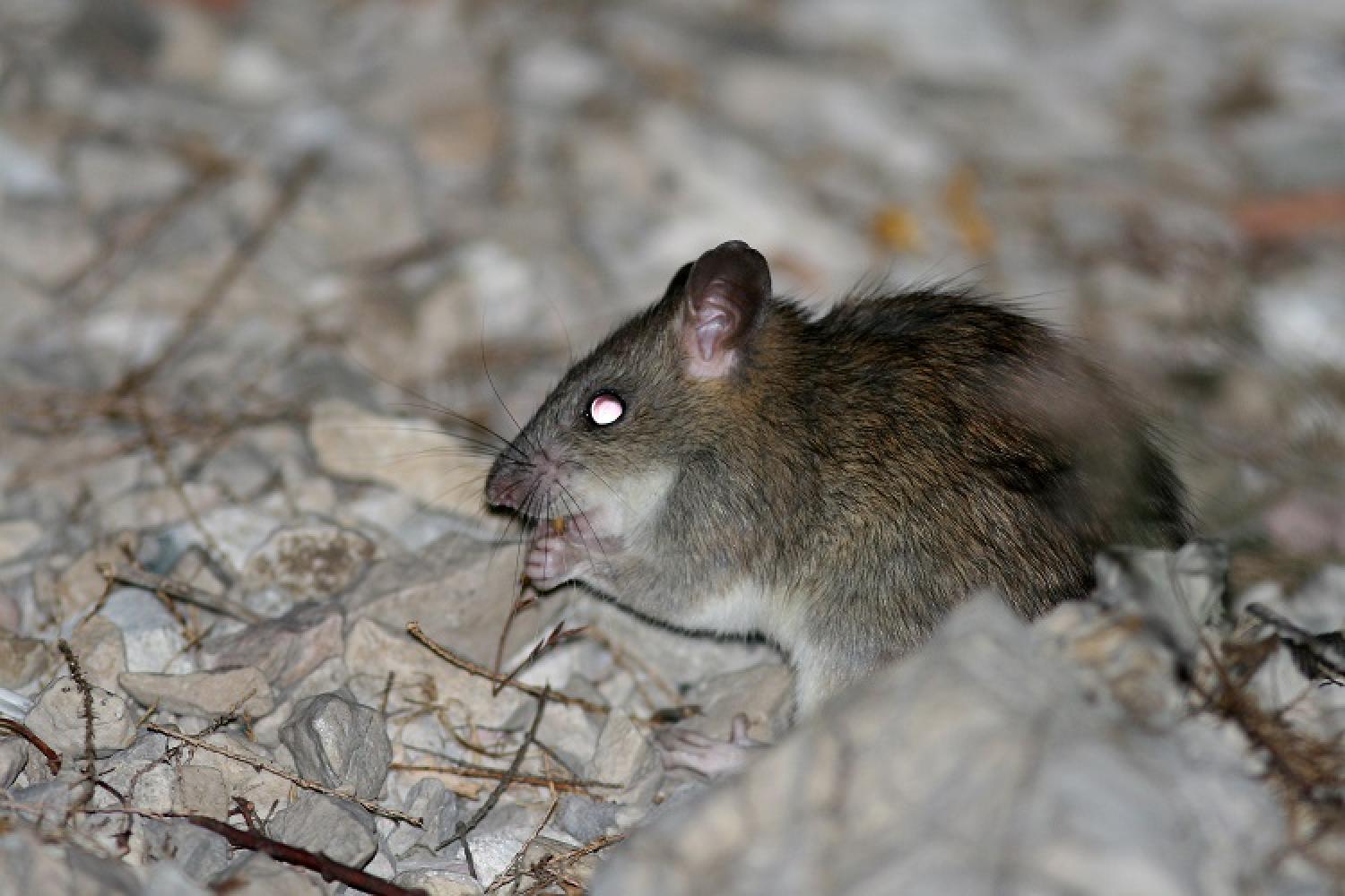 rat-noir-jp-durand-parc-national-calanques-marseille-cassis-la-ciotat.jpg