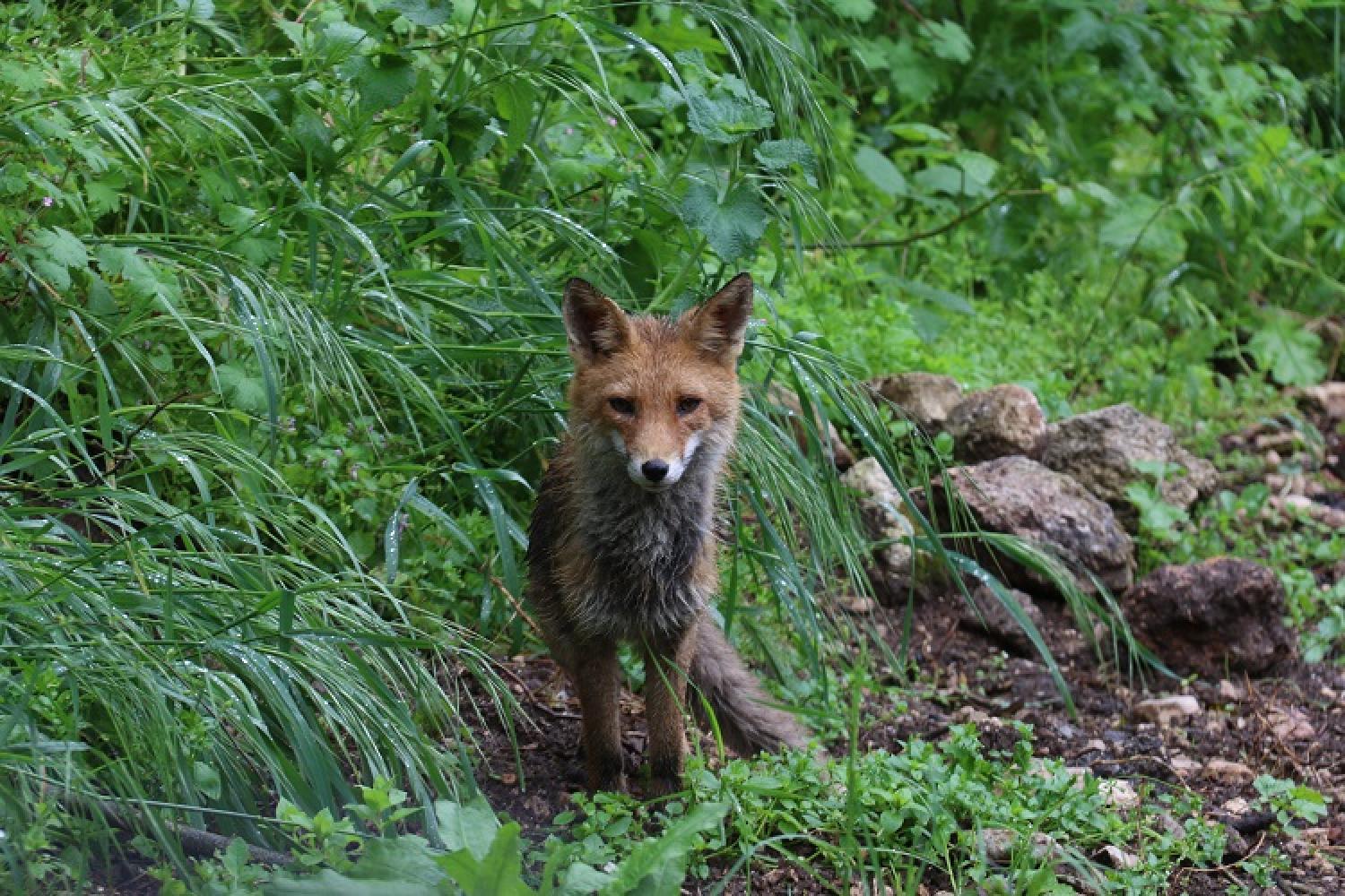 renard-mathieu-benquet-parc-national-calanques-marseille-cassis-la-ciotat.jpg