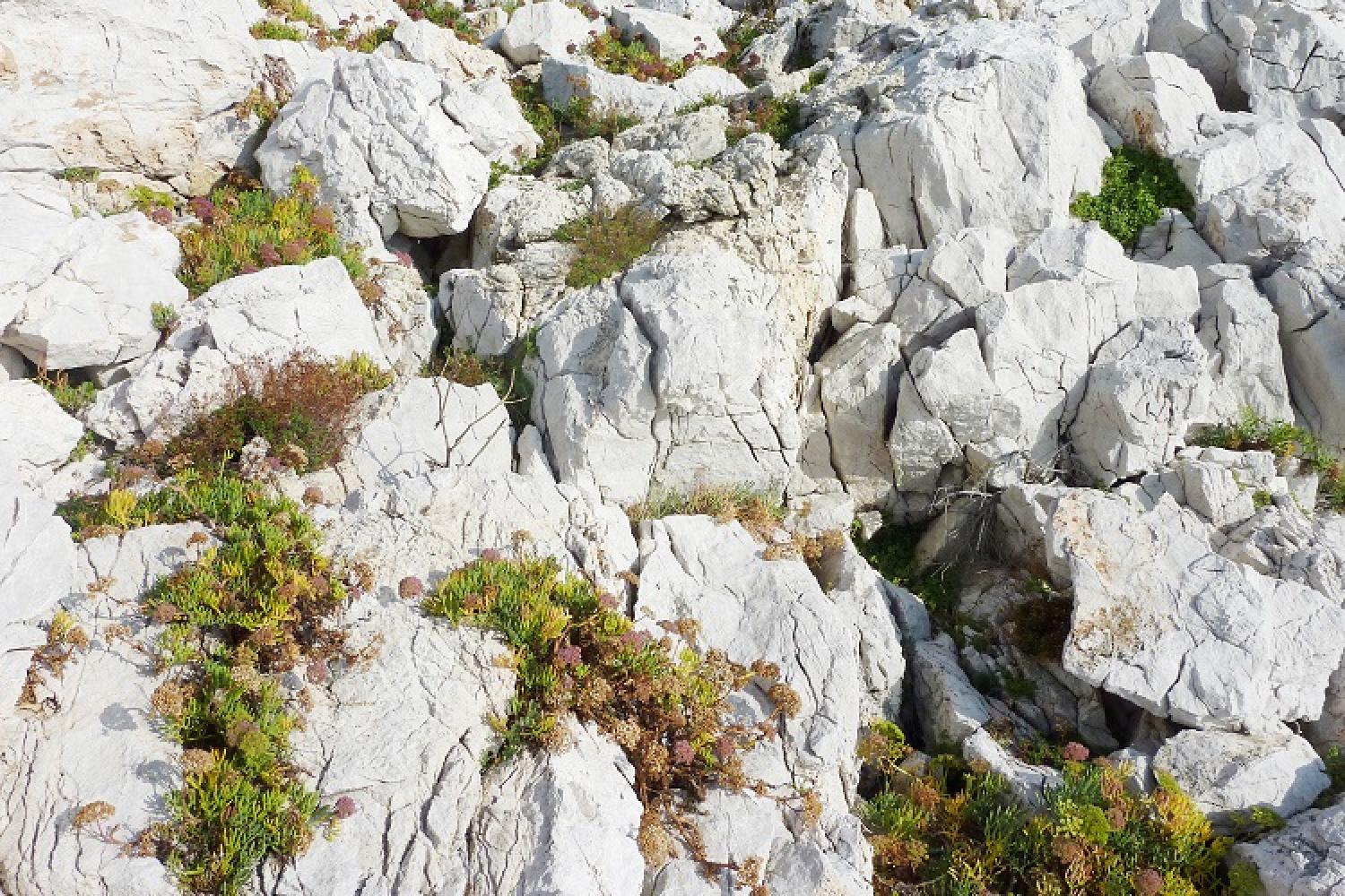 rochers-littoraux-limonium-calanques-marseille-cassis.jpg