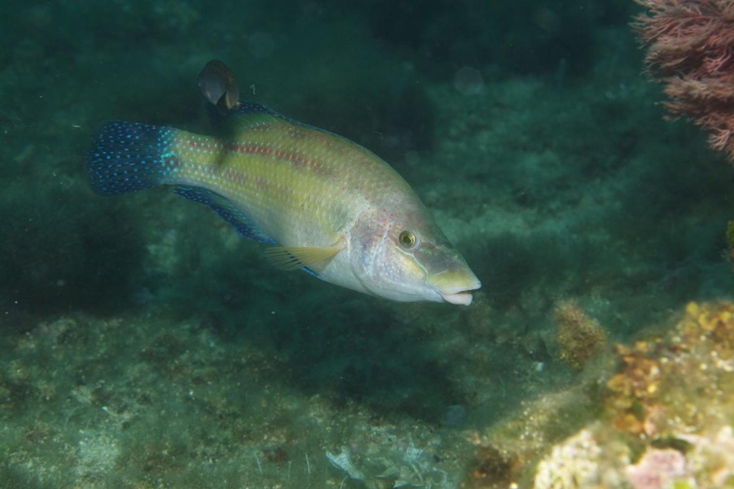 symphodus_tinca_crenilabre_paon-herve-thedy-parc-national-calanques-marseille-cassis-la-ciotat.jpg