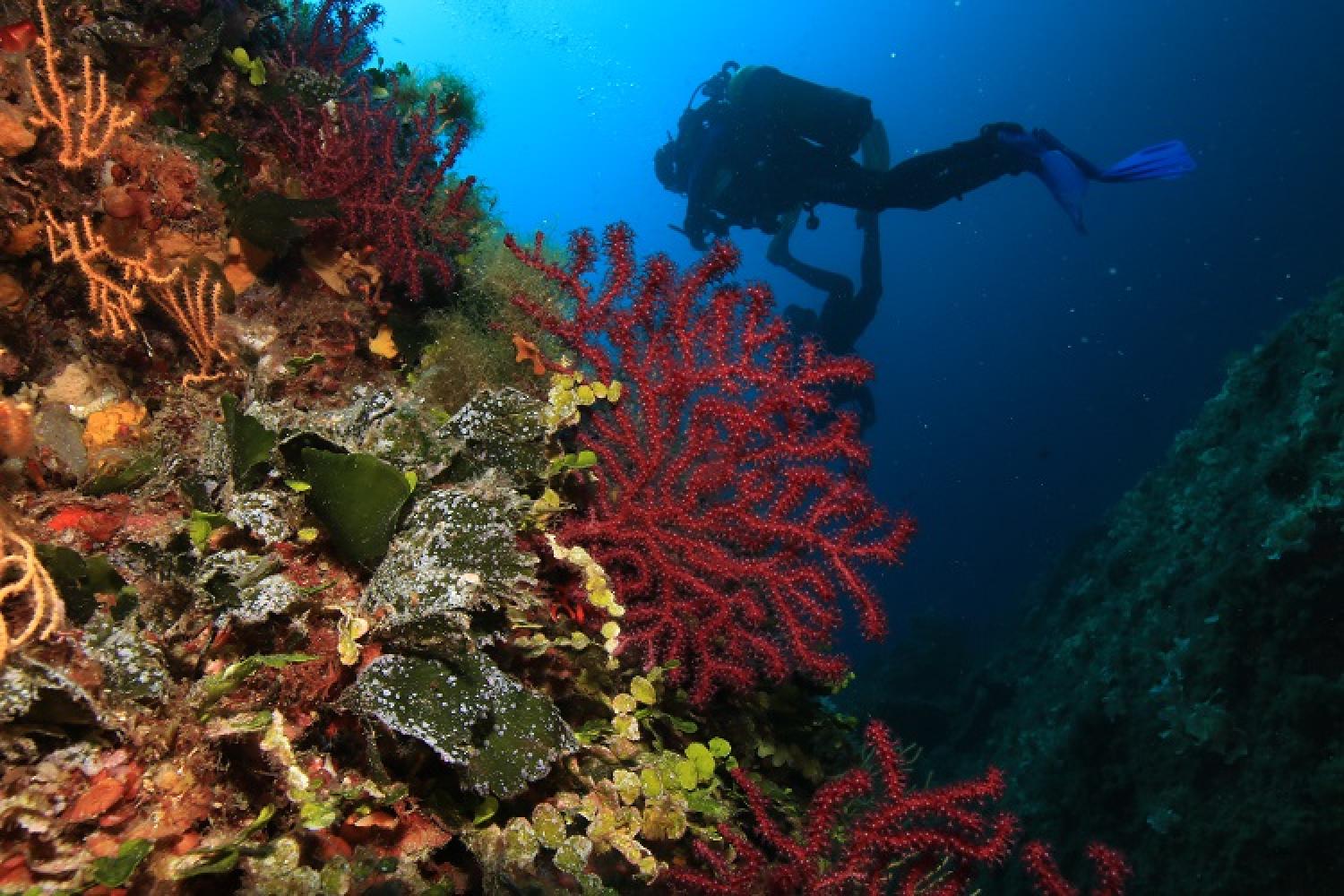 veille-biologique-pncal-parc-national-calanques-marseille-cassis-la-ciotat.jpg